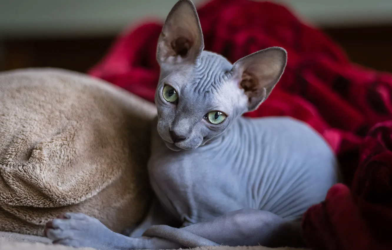 Photo wallpaper cat, look, Sphinx