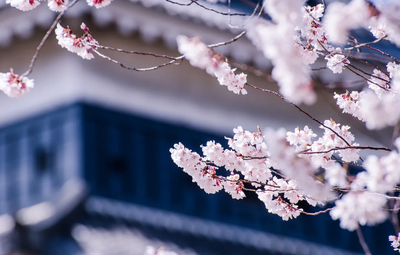 Photo wallpaper macro, flowers, branches, cherry, tree, Japan, blur, Sakura