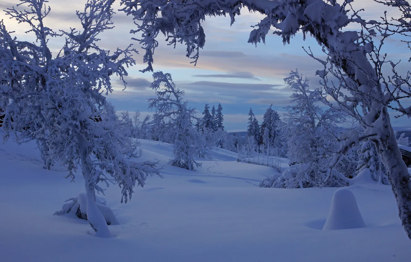 Photo wallpaper winter, frost, forest, the sky, clouds, snow, trees, branches