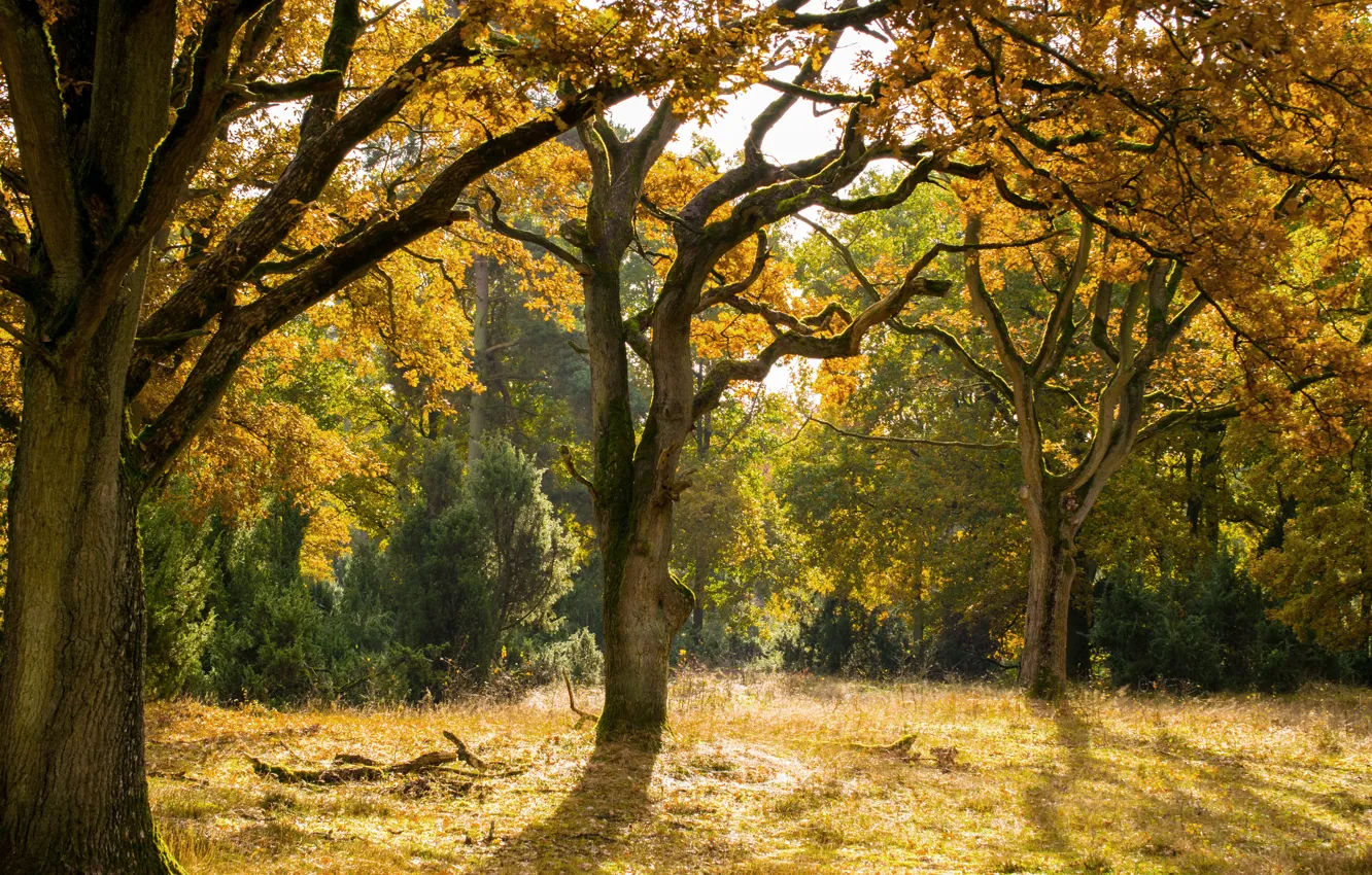 Photo wallpaper forest, Autumn, fall
