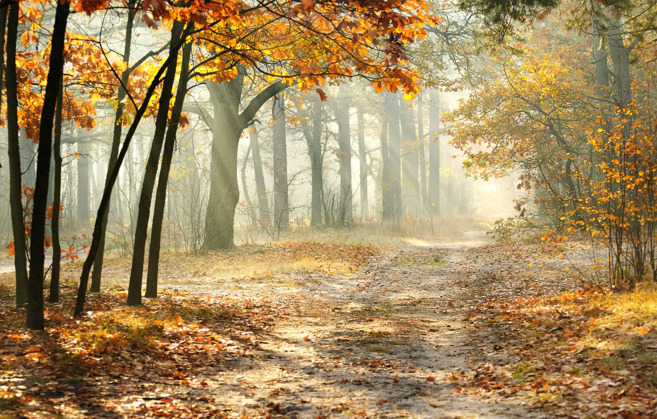 Photo wallpaper road, forest, leaves, landscape, nature, beautiful, forest, misty