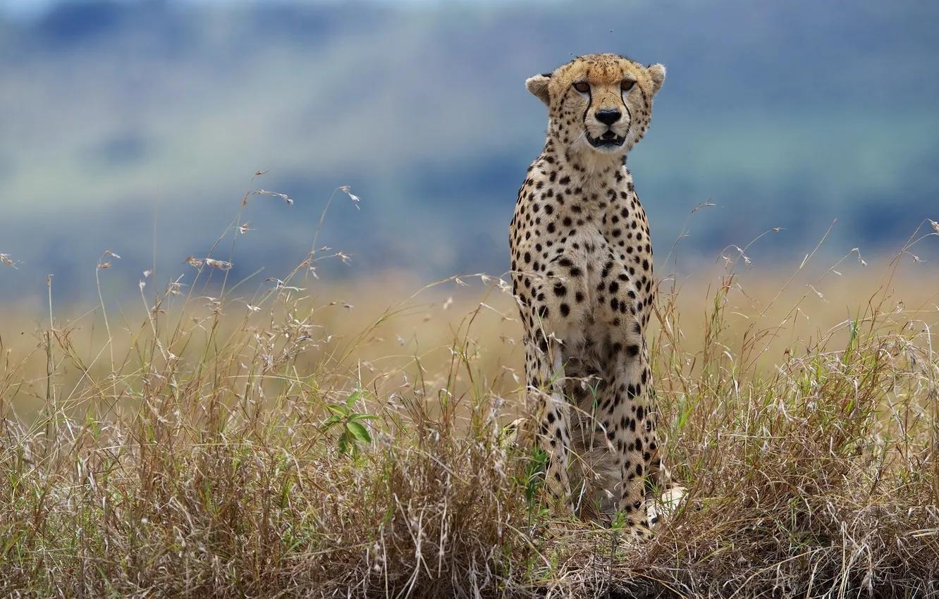 Photo wallpaper grass, Cheetah, wild cat