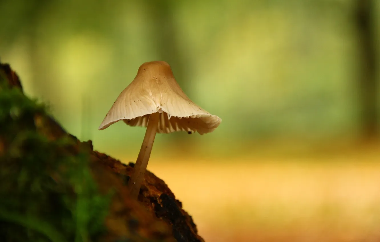 Photo wallpaper nature, one, mushrooms, focus, bumps