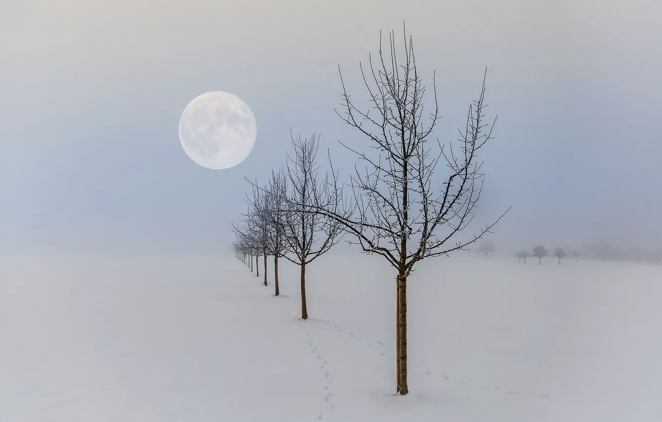 Photo wallpaper winter, snow, trees