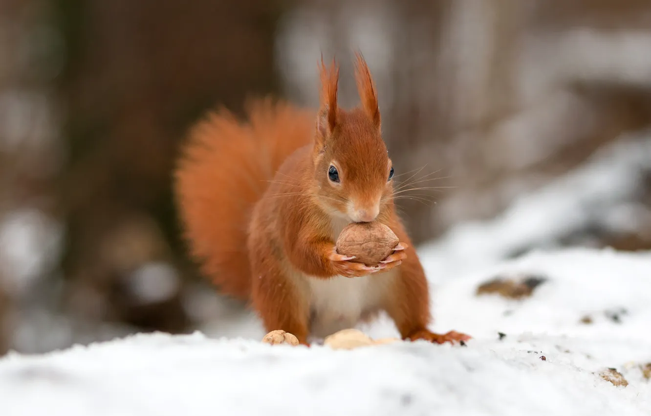 Photo wallpaper nuts, pose, snow, nature, winter, protein, bokeh, muzzle