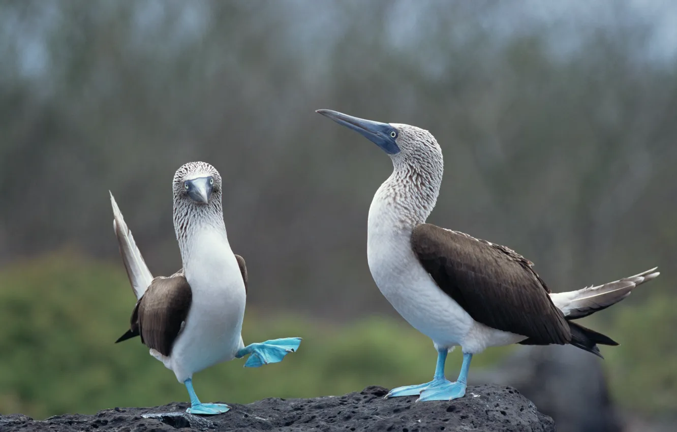 Photo wallpaper animals, blue, birds, blue-footed booby