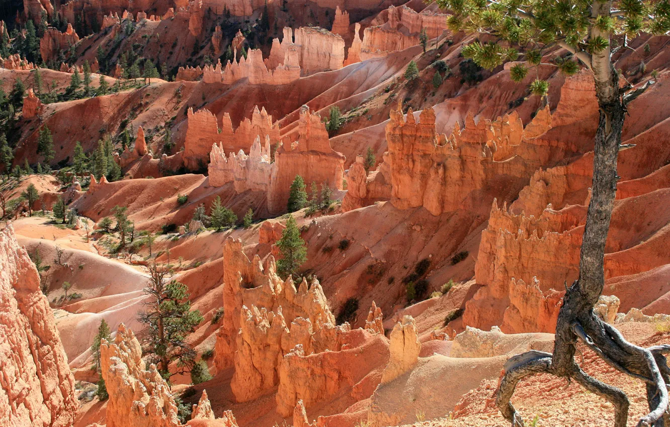 Photo wallpaper Utah, USA, USA, Bryce Canyon, Utah, Bryce Canyon