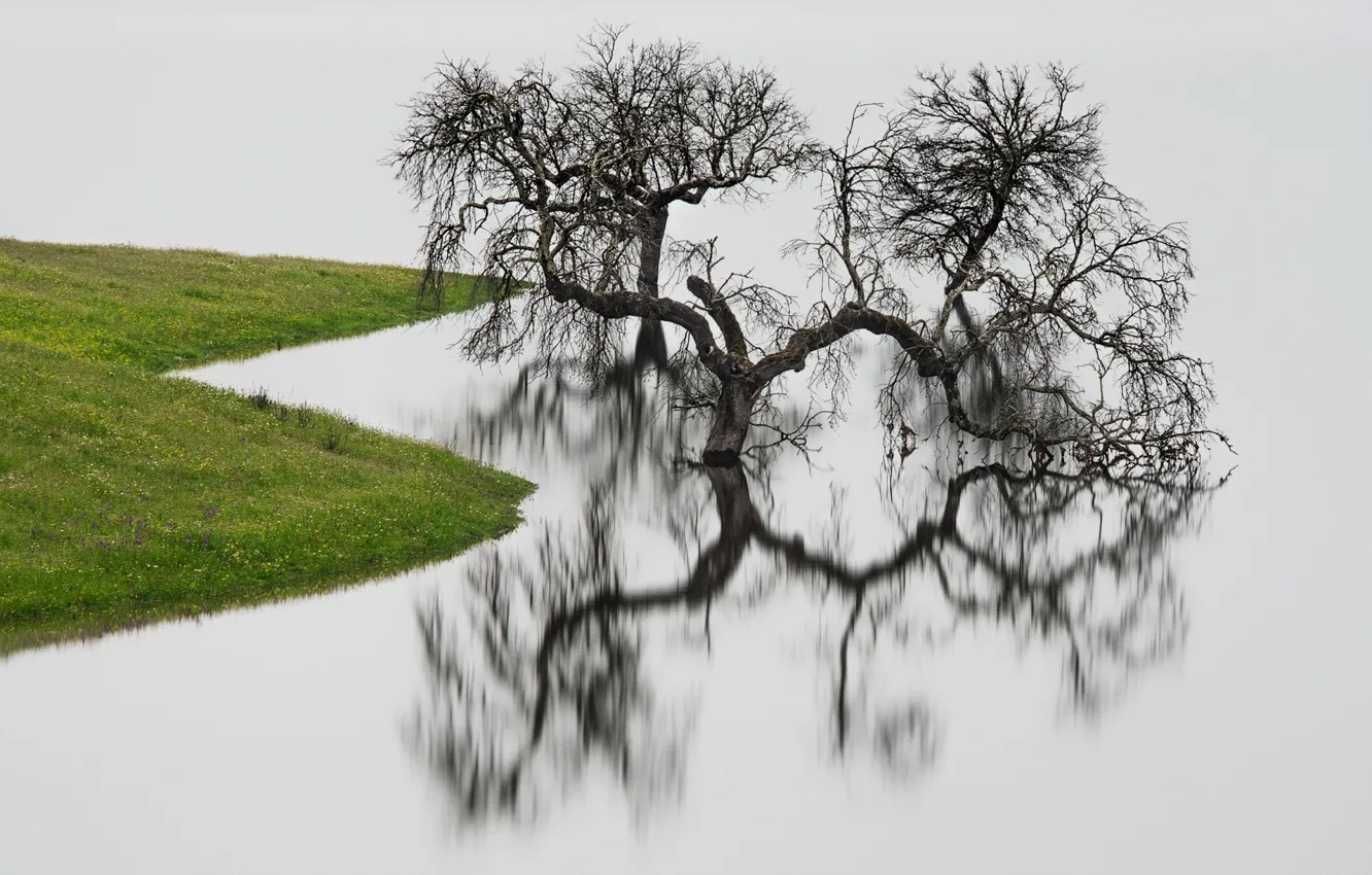 Photo wallpaper water, reflection, tree, shore
