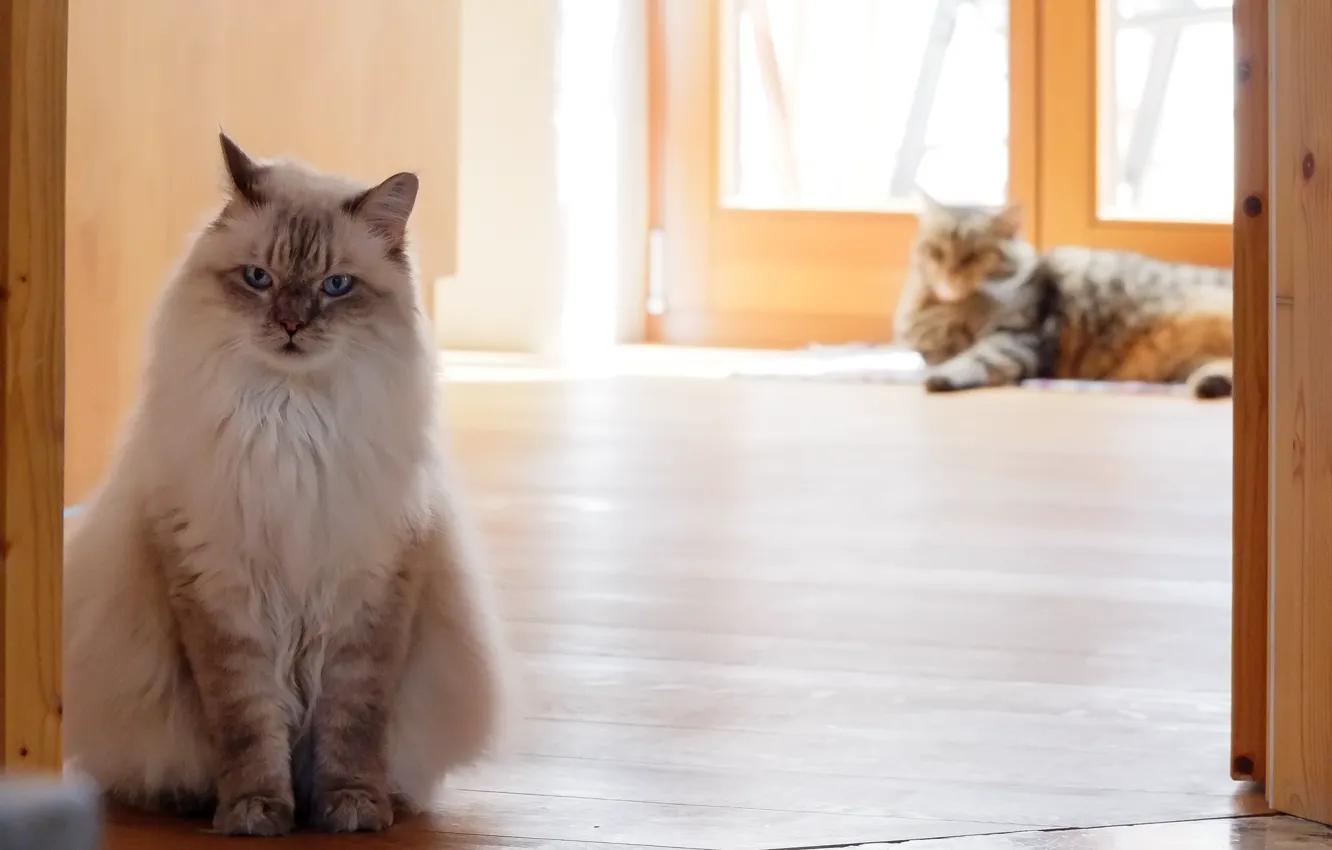 Photo wallpaper cat, home, fighting