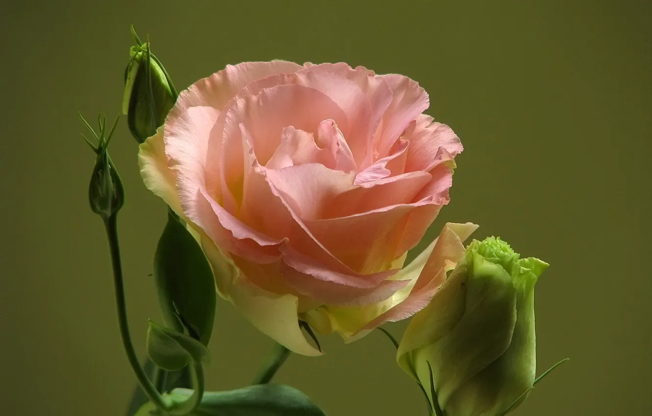 Photo wallpaper macro, background, pink, buds, Eustoma