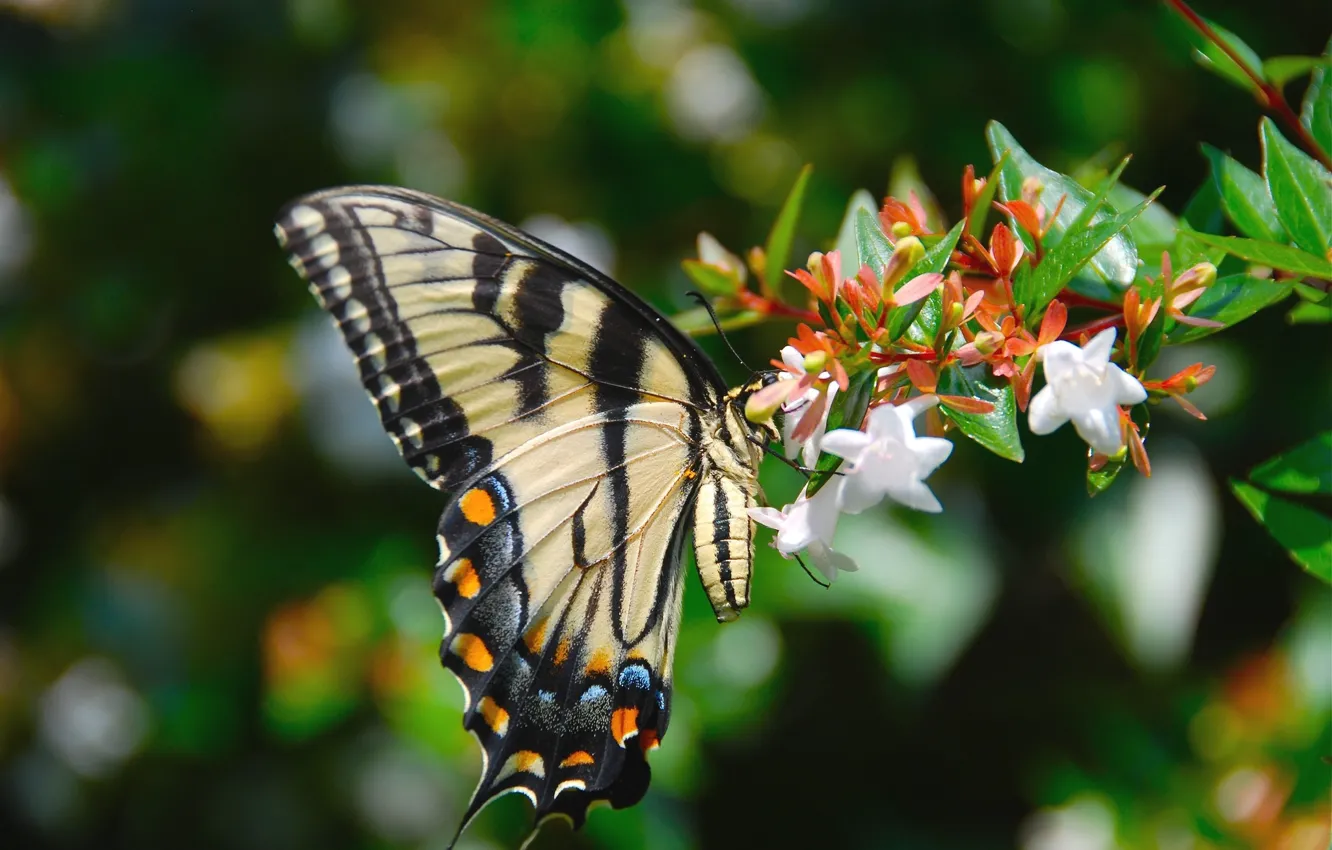 Photo wallpaper flowers, background, butterfly