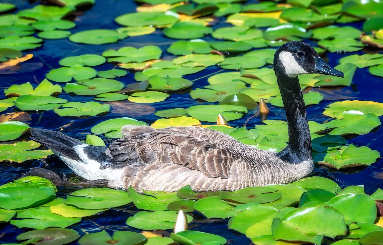 Photo wallpaper leaves, lake, geese