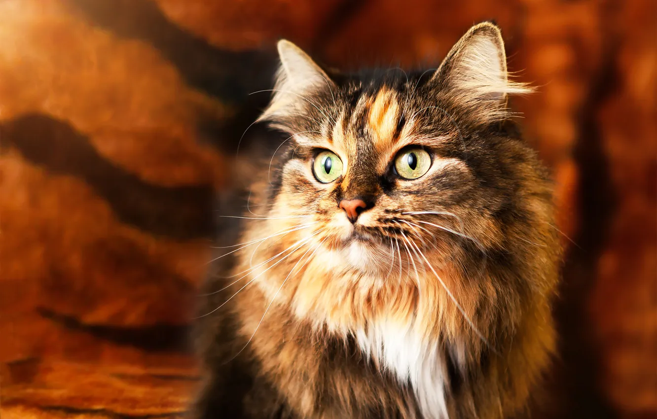 Photo wallpaper cat, cat, look, pose, portrait, face, spotted, trehlistna