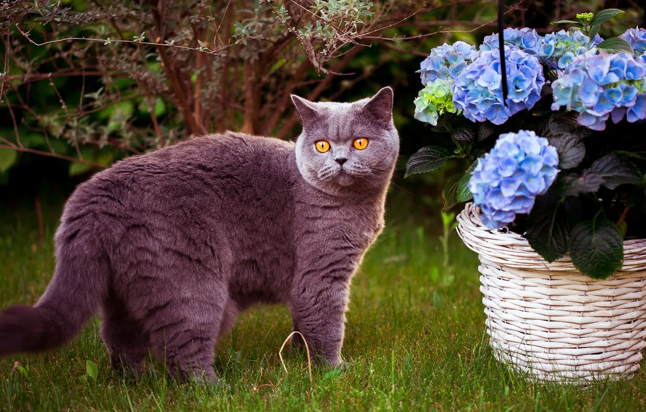 Photo wallpaper cat, summer, grass, cat, look, flowers, branches, grey