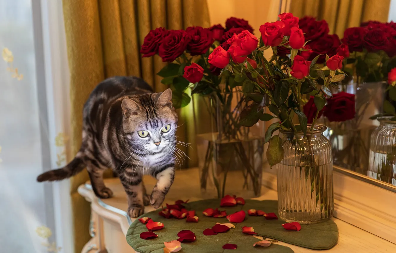 Photo wallpaper cat, cat, look, light, flowers, red, pose, grey