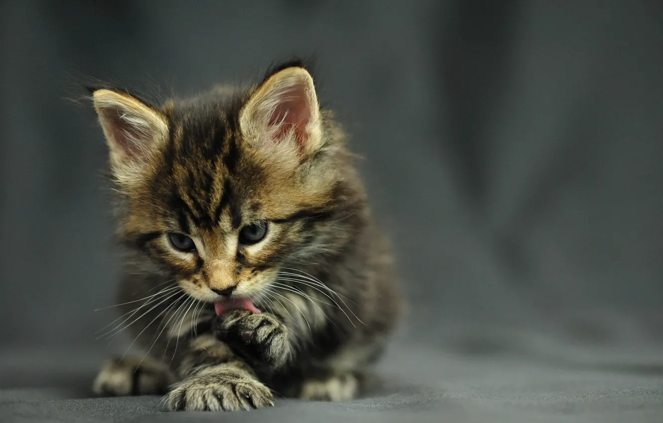 Photo wallpaper cat, kitty, Maine Coon