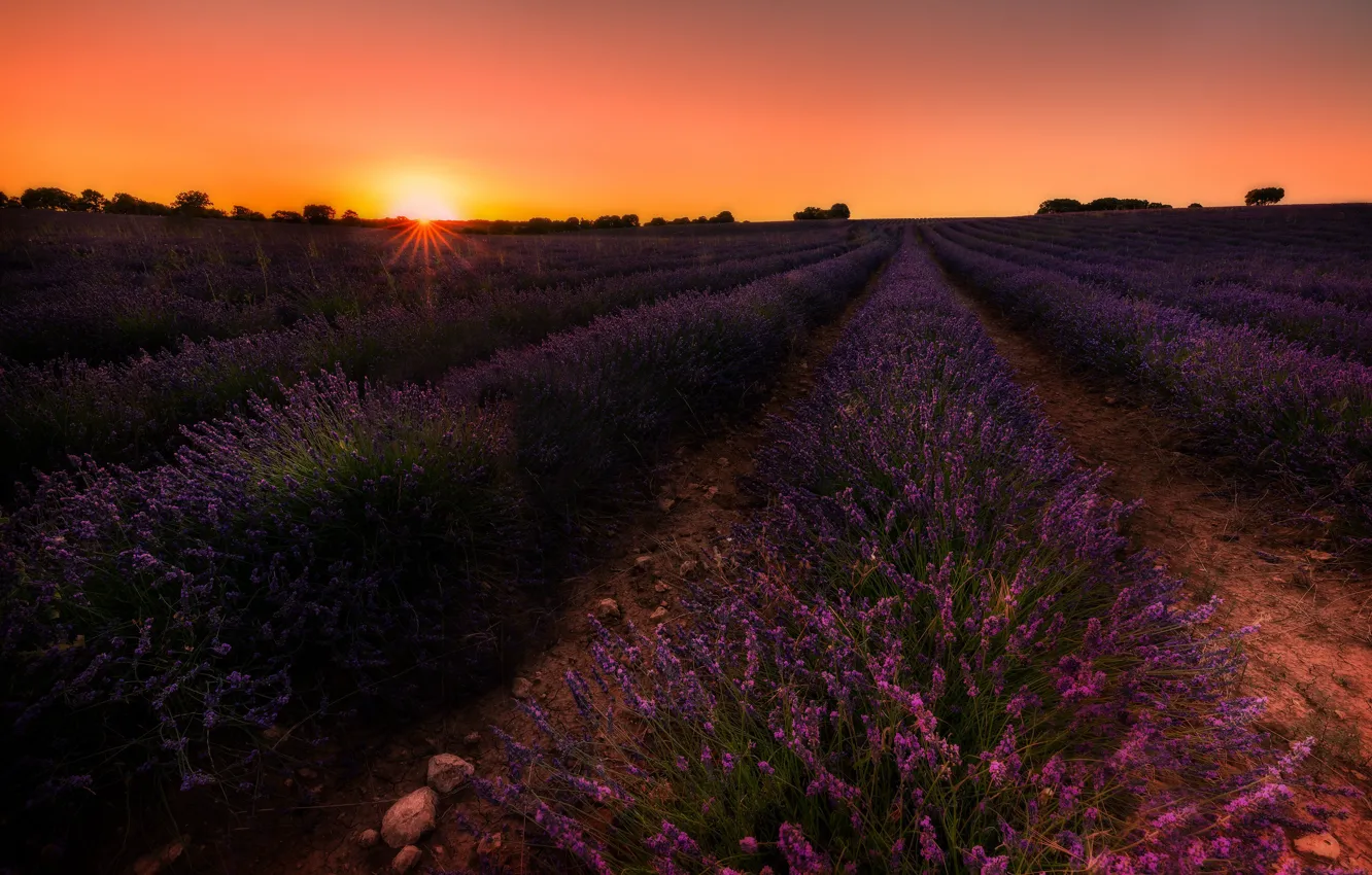 Photo wallpaper flowers, lavender field, lavender, the evening, sunset
