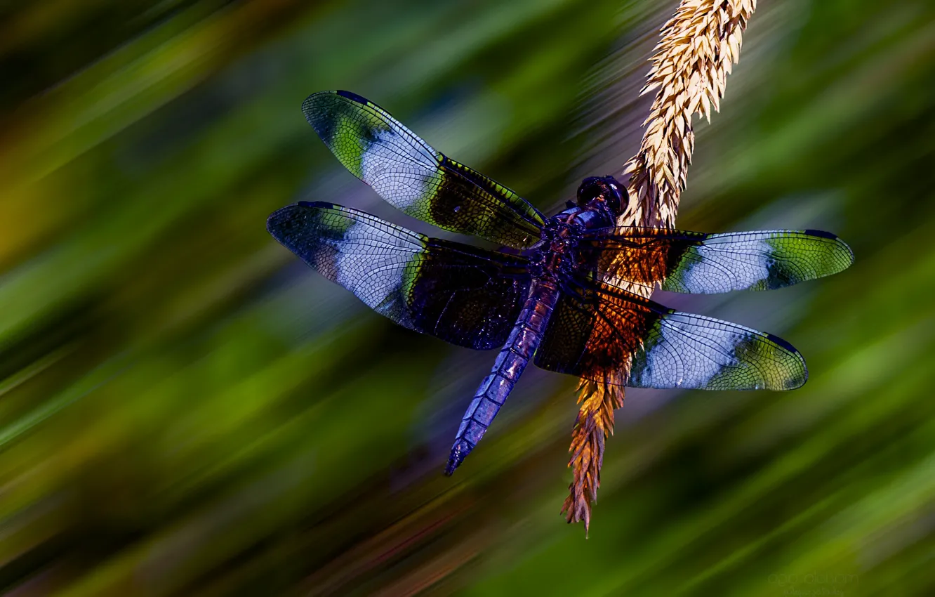 Photo wallpaper macro, strip, dragonfly, purple, spike, bright background, bokeh