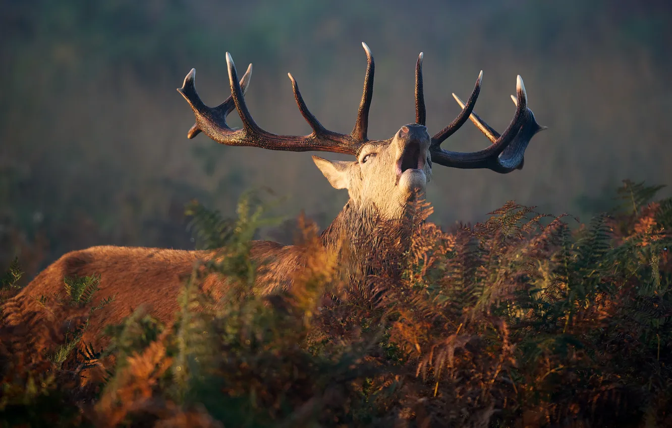 Photo wallpaper deer, horns, fern