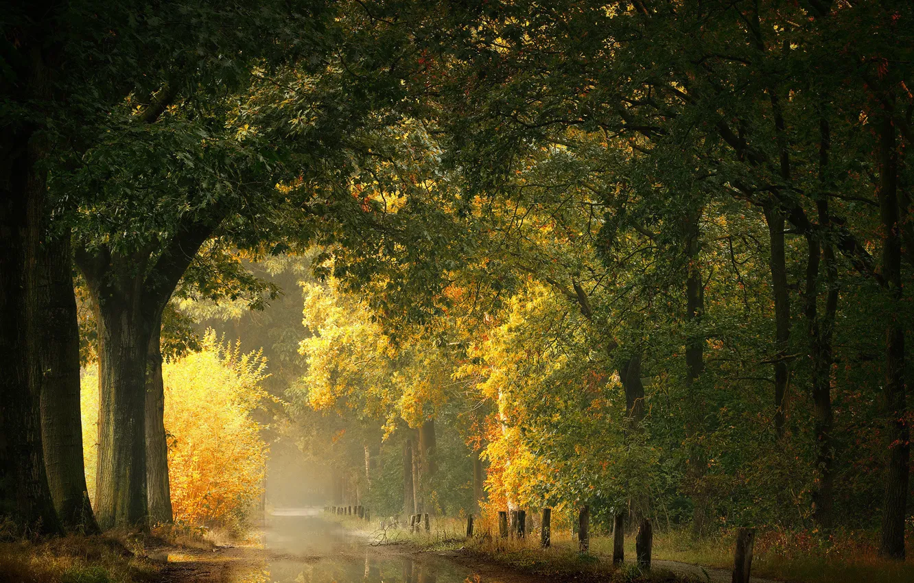 Photo wallpaper autumn, forest, trees, pond, Park, branch