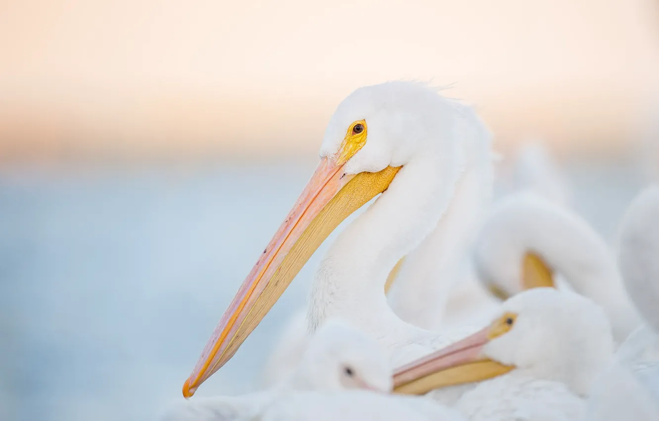 Photo wallpaper white, eye, wildlife, family, pelicans