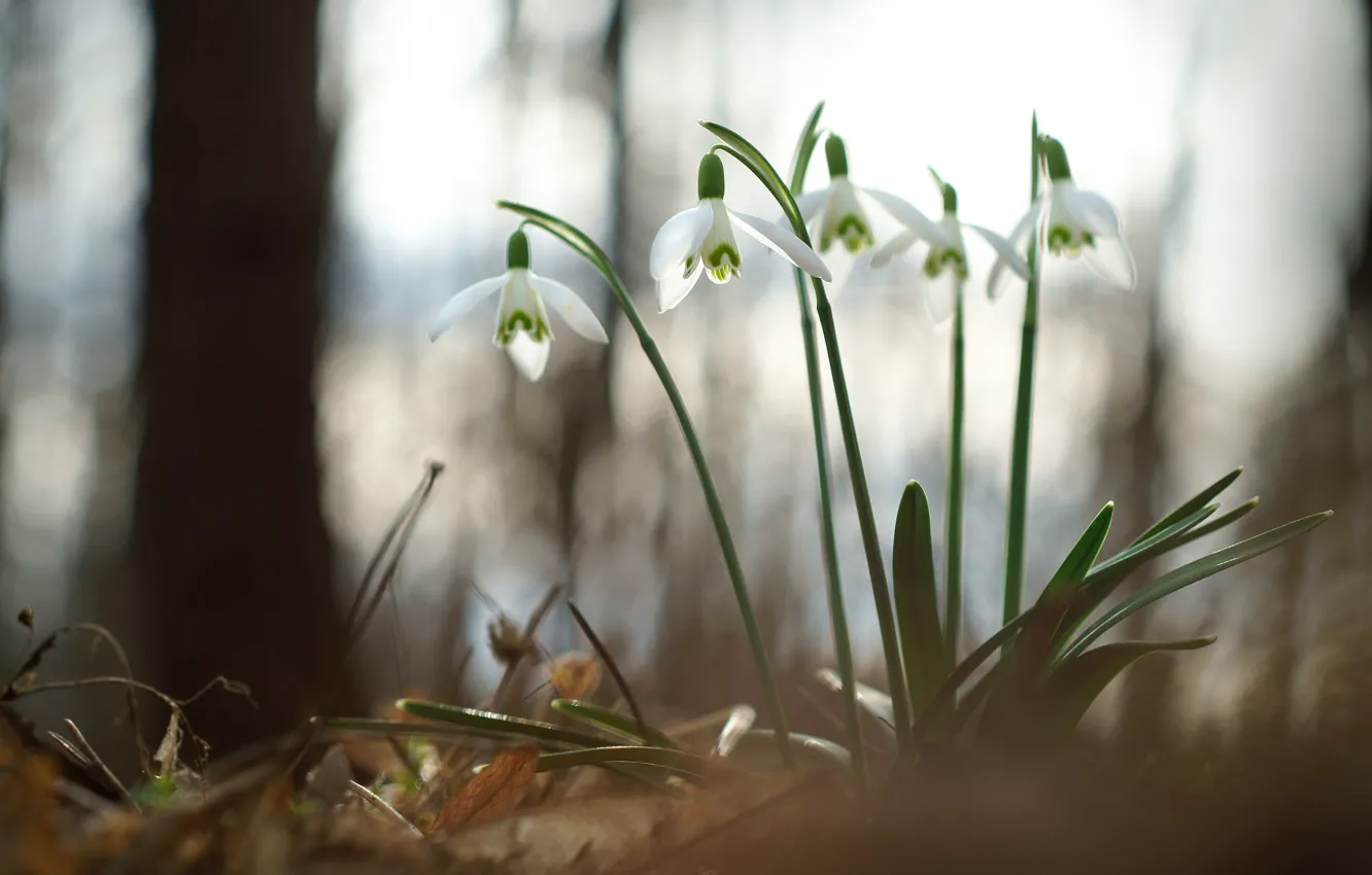 Photo wallpaper flowers, spring, snowdrops, Snowdrops