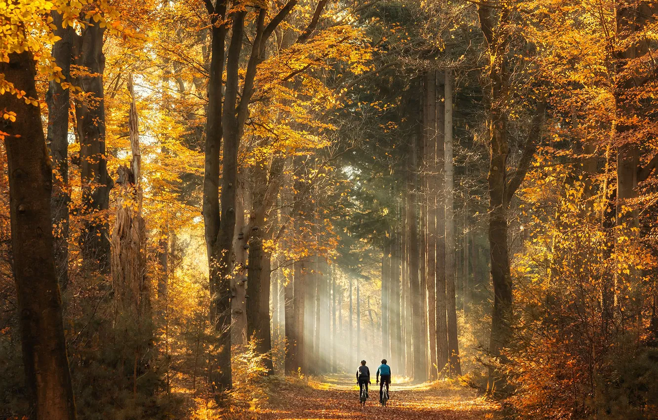 Photo wallpaper road, autumn, forest, rays, light, trees, branches, nature