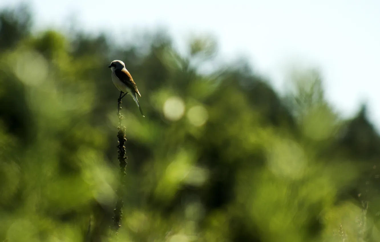 Photo wallpaper nature, bird, bokeh
