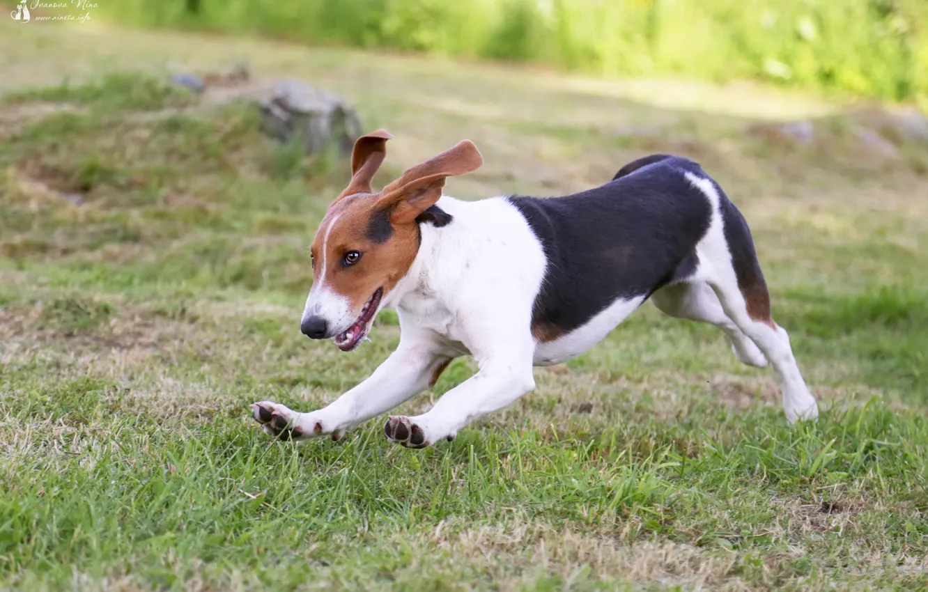 Photo wallpaper animal, portrait, dog