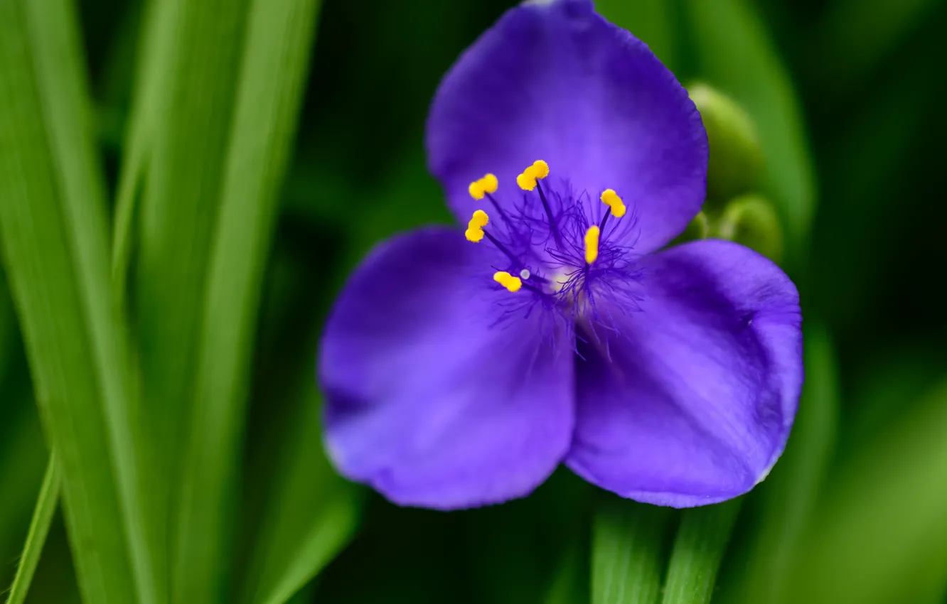 Photo wallpaper macro, petals, Tradescantia