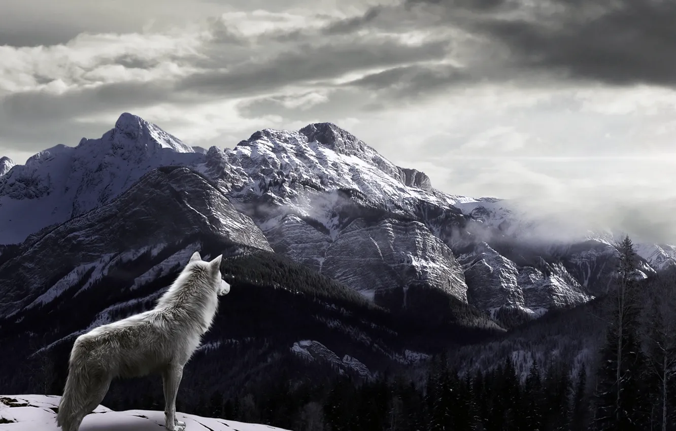 Photo wallpaper snow, mountains, fog, Wolf