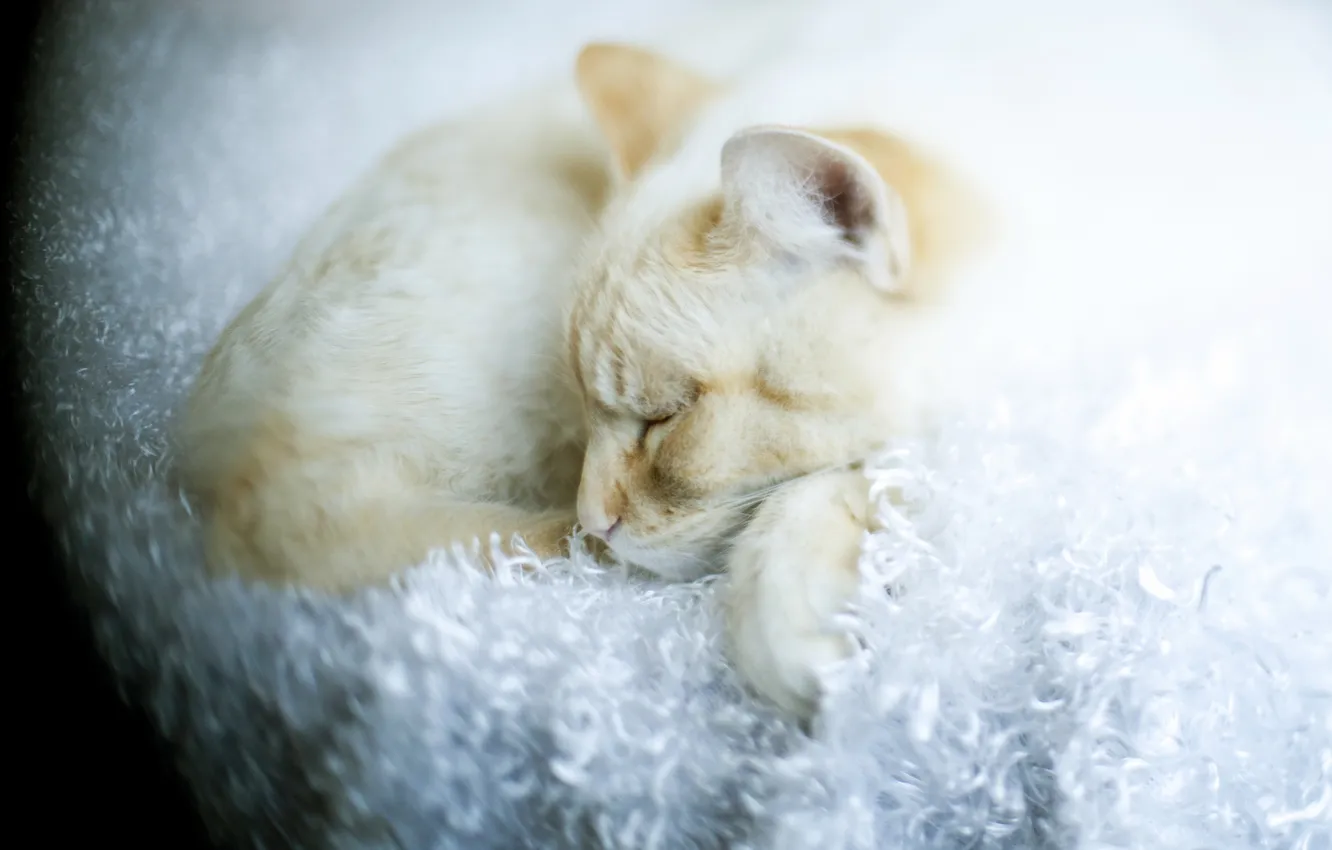 Photo wallpaper cats, pets, sleeping