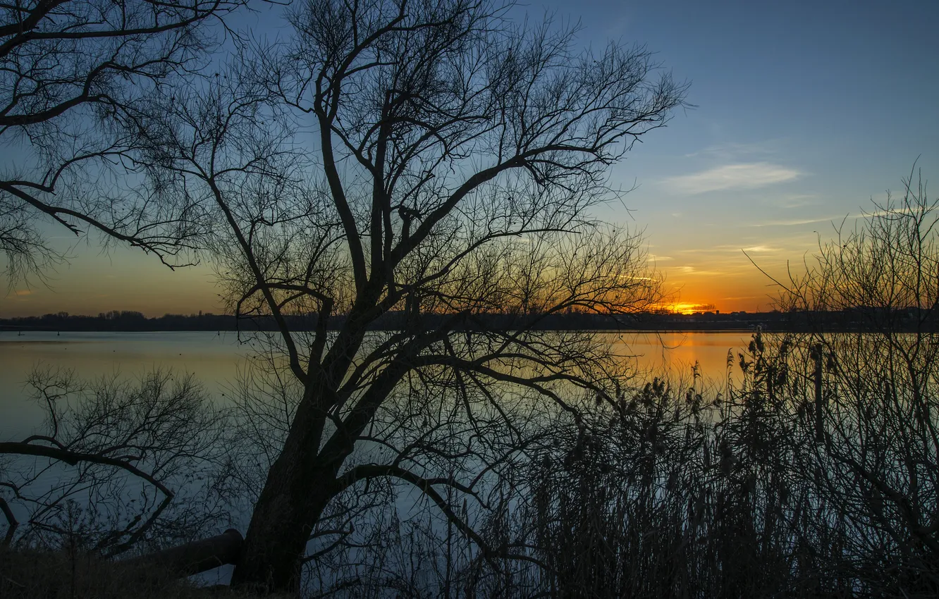 Photo wallpaper trees, sunset, branches, river, silhouette, Italy, Lombardy, Mantua