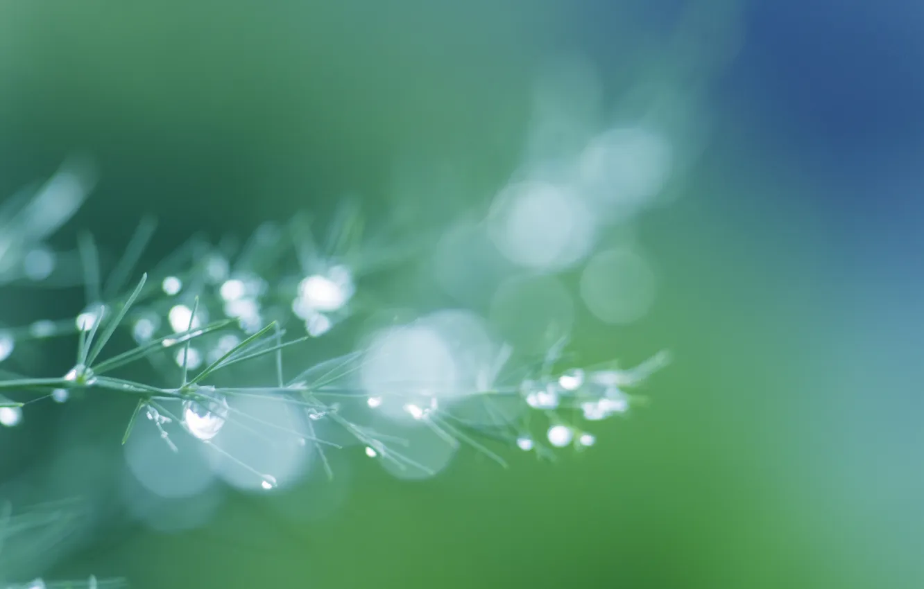 Photo wallpaper greens, grass, water, drops, macro, nature, green, Rosa