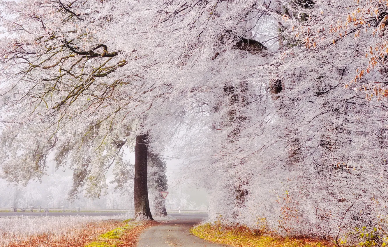 Photo wallpaper trees, landscape, winter