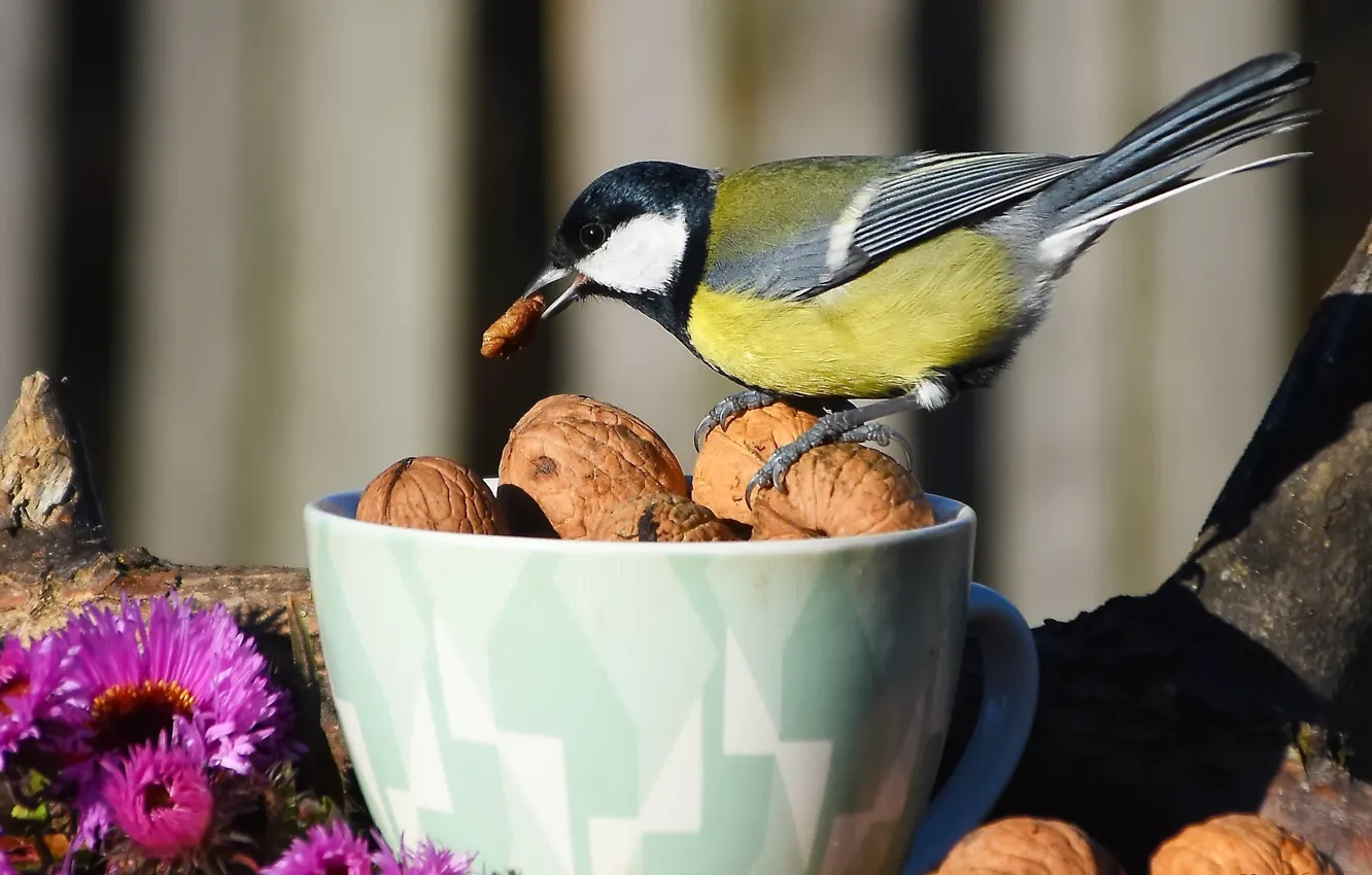 Photo wallpaper autumn, nature, bird, Big tit