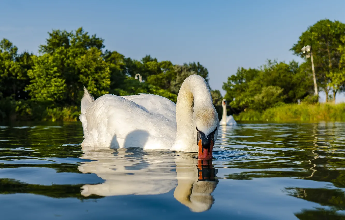 Photo wallpaper white, Canada, swan, bird, park, animal, Toronto, bird park