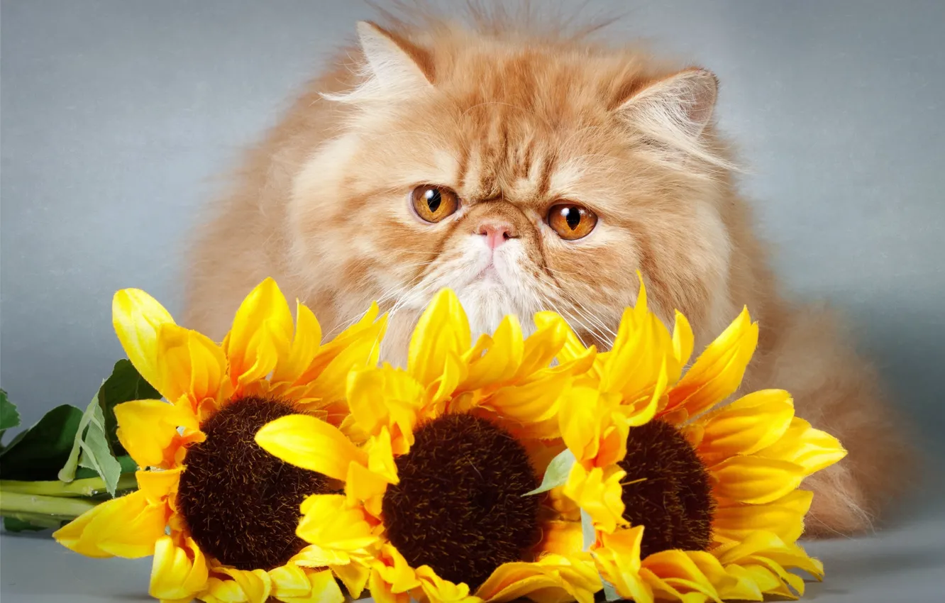 Photo wallpaper look, sunflowers, flowers, kitty, flowers, kitty, sunflowers, opinion