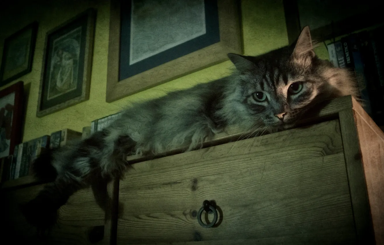 Photo wallpaper cat, cat, grey, fluffy, lies, chest
