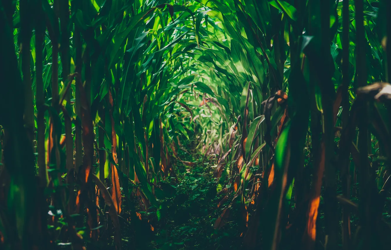 Photo wallpaper field, corn, green field