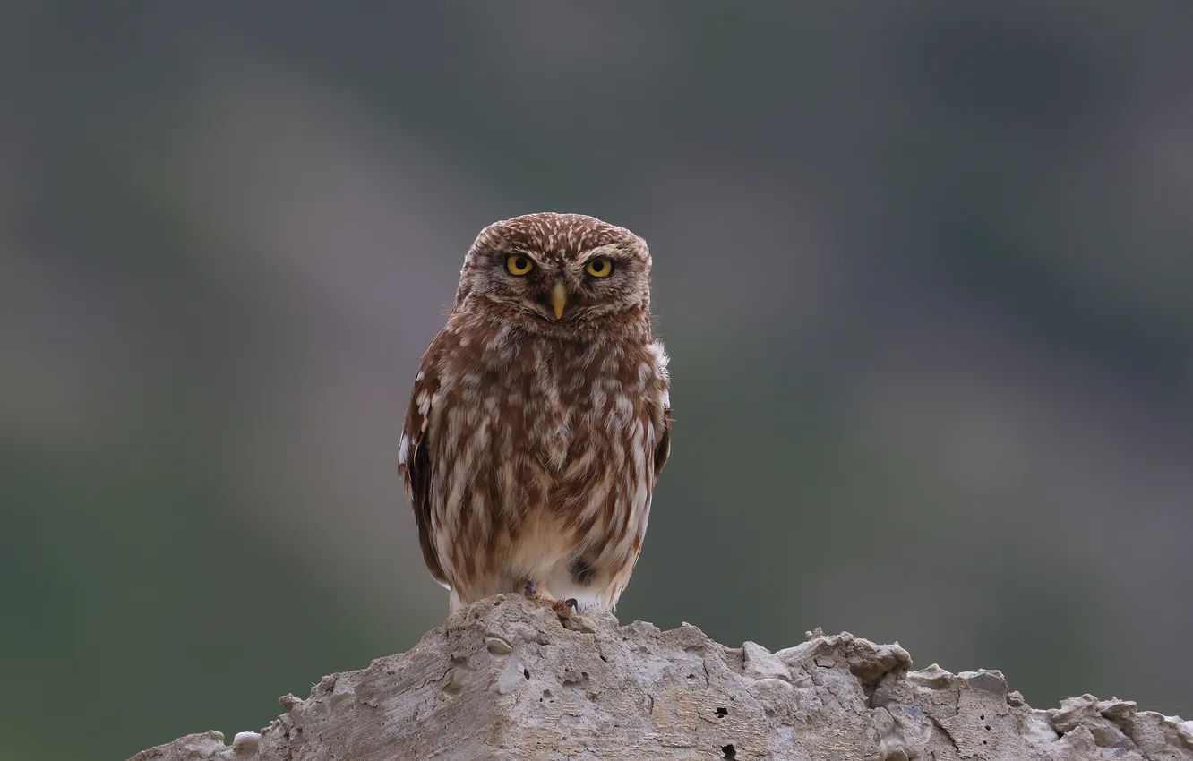 Photo wallpaper macro, bokeh, bird of prey, little owl, Magov Marat