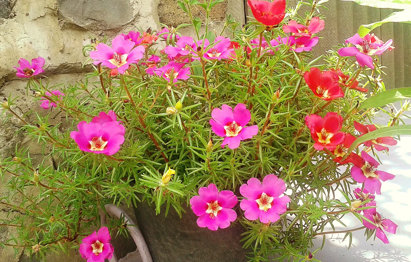 Photo wallpaper leaves, plant, petals, yard, the bushes