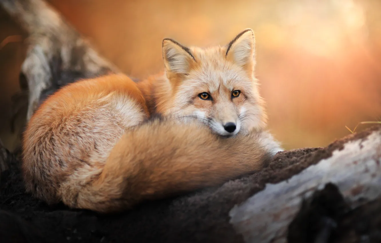 Photo wallpaper look, Fox, tail, Fox