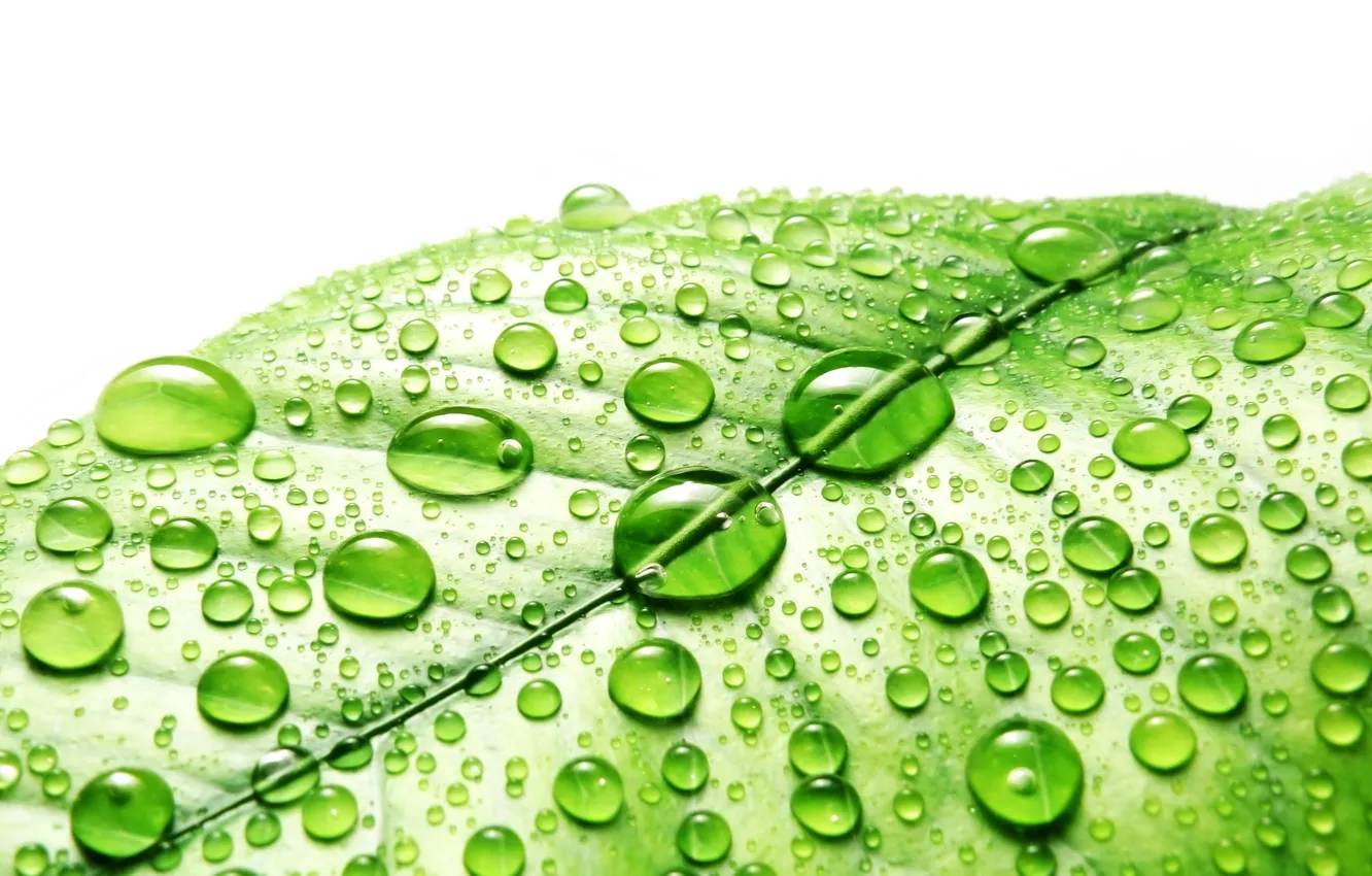 Photo wallpaper leaves, drops, Rosa