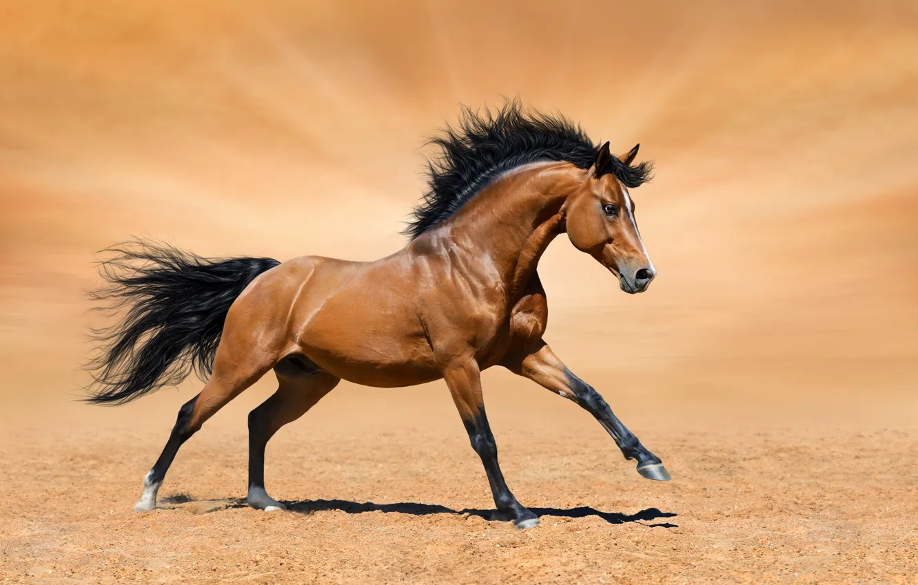 Photo wallpaper sand, the sun, background, horse, horse, bokeh, chestnut, prances