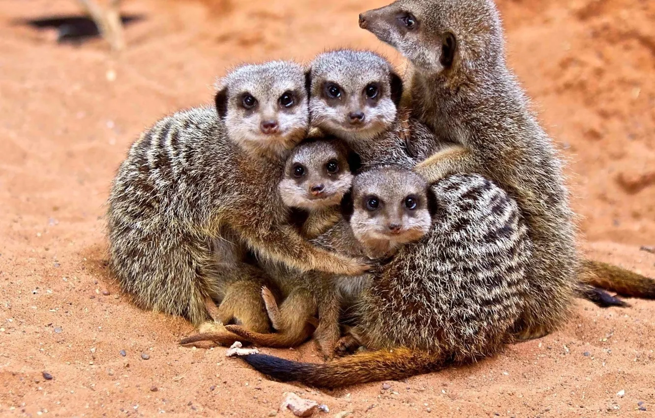 Photo wallpaper Family, cubs, Hugs, Meerkats, animal wildlife, group of animals