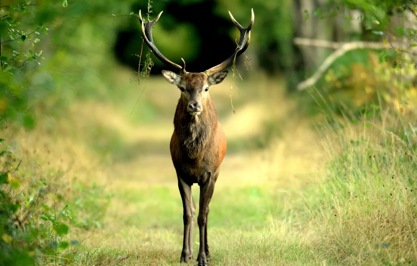 Photo wallpaper grass, deer, blur, horns