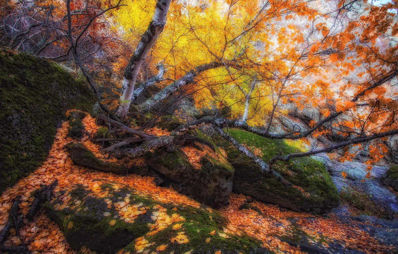 Photo wallpaper autumn, leaves, trees, nature, stones, Paul Sahaidak