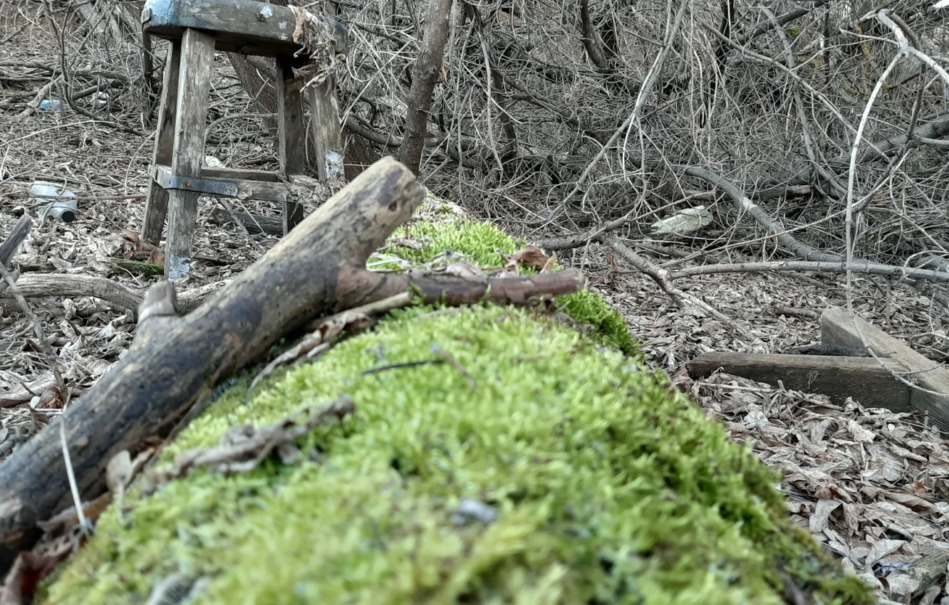 Photo wallpaper different, nature forests, autumn forest