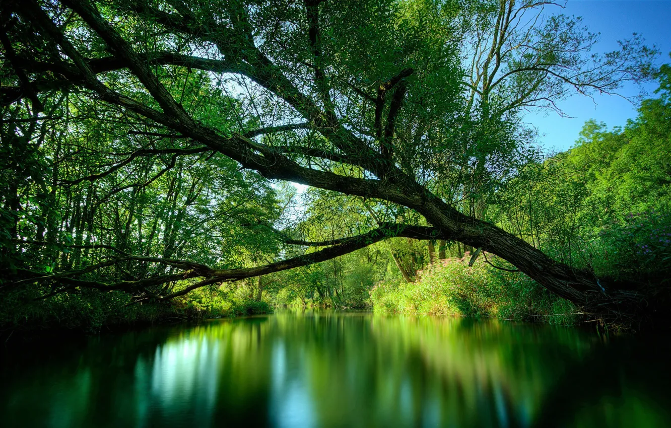 Photo wallpaper river, tree, plants